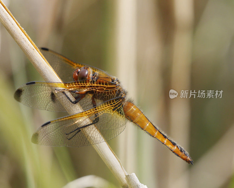 蓝色追逐蜻蜓(Libellula fulva)雌性